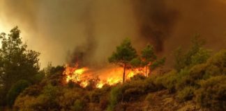 تلوث حرائق الغابات السامة يتسلل إلى منازل مليار شخص سنوياً، وفقاً لدراسة حرائق الغابات