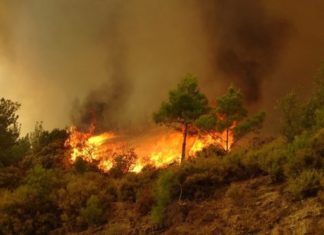 مع انتشار حرائق الغابات.. ما أبرز الإجراءات الوقائية الواجب اتباعها؟ حرائق الغابات