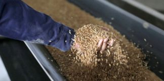 فاو: الأسعار العالمية للأغذية تبلغ ذروةً جديدة الحبوب الغذاء