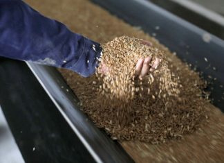 فاو: الأسعار العالمية للأغذية تبلغ ذروةً جديدة الحبوب الغذاء