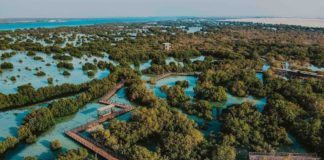 «الجبيل» تطلق مبادرة زراعة مليون شجرة قرم