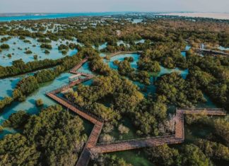 «الجبيل» تطلق مبادرة زراعة مليون شجرة قرم