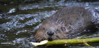 القنادس تعود إلى لندن بعد غياب 4 قرون القندس