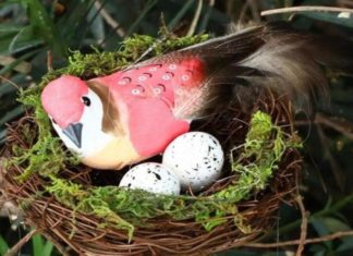 الطيور تضع بيضها قبل الأوان بسبب تغير المناخ طيور