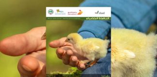 العدد السادس والثمانون من نشرة “النافذة الخضراء” النافذة الخضراء