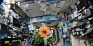 إرسال بذور إلى الفضاء لصون الأمن الغذائي والتكيف مع تغير المناخ