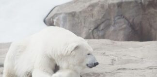 تناقص أعداد الدببة القطبية في كندا بشكل ملحوظ