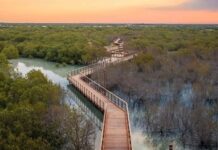 الإمارات.. غرس 10 شجرات قرم لكل زائر بمؤتمر “COP28” منتزه قرم الجبيل في أبوظبي