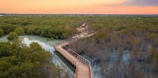 الإمارات.. غرس 10 شجرات قرم لكل زائر بمؤتمر “COP28” منتزه قرم الجبيل في أبوظبي