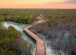 الإمارات.. غرس 10 شجرات قرم لكل زائر بمؤتمر “COP28” منتزه قرم الجبيل في أبوظبي