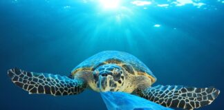 الأمم المتحدة تقر معاهدة تاريخية لحماية أعالي البحار