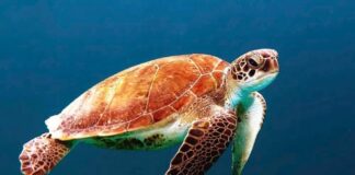 إطلاق مجموعة من السلاحف البحرية في مياه الخليج العربي