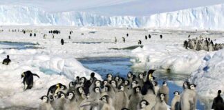 تغيُّر المناخ يهدّد فراخ طيور البطريق الإمبراطور بالانقراض البطريق الإمبراطور