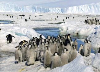 تغيُّر المناخ يهدّد فراخ طيور البطريق الإمبراطور بالانقراض البطريق الإمبراطور