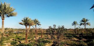 جرفت المناطق الخضراء وتحولت المشاتل الى دكاكين .. بغداد تفقد اشجارها