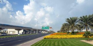 بمعدل 500 يومياً.. زراعة 185 ألف شجرة في دبي 2023