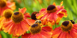 النباتات المحلية تجذب المزيد من الملقحات مقارنة بالأصناف المزروعة