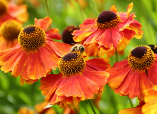 تغير المناخ يهدد إنتاج العسل