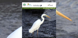 العدد 111 من نشرة “النافذة الخضراء”