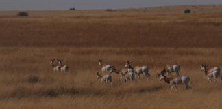 هيئة البيئة-أبوظبي تبدأ بإعادة توطين غزلان الداما لأول مرة في جمهورية تشاد