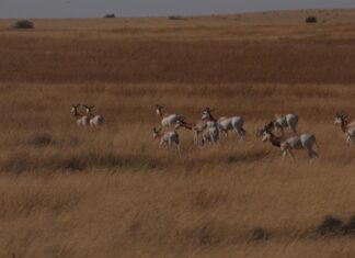 هيئة البيئة-أبوظبي تبدأ بإعادة توطين غزلان الداما لأول مرة في جمهورية تشاد