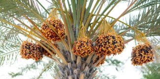 دراسة حديثة تكشف التأثير الإيجابي للريّ بالمياه المالحة على جودة نخيل التمر