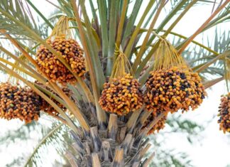 دراسة حديثة تكشف التأثير الإيجابي للريّ بالمياه المالحة على جودة نخيل التمر