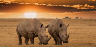 التلقيح الاصطناعي.. هل ينقذ وحيد القرن الأبيض من الانقراض؟