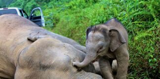 خبراء: فيلة بورنيو مهددة بالانقراض بسبب البشر