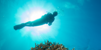 بيئة الفجيرة تطلق 4 برامج لحماية نظم البيئة البحرية