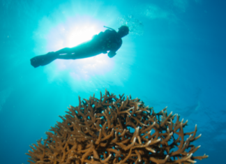 بيئة الفجيرة تطلق 4 برامج لحماية نظم البيئة البحرية