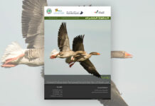 العدد 118 من نشرة “النافذة الخضراء”