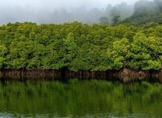 “مؤتمر صون أشجار القرم” يسلط الضوء على أولويات المستقبل