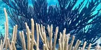 تغيّر المناخ يهدد بـابيضاض الشعاب المرجانية على نطاق واسع