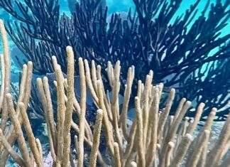 تغيّر المناخ يهدد بـابيضاض الشعاب المرجانية على نطاق واسع