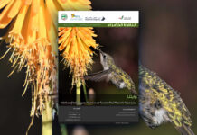 العدد 117 من نشرة “النافذة الخضراء”