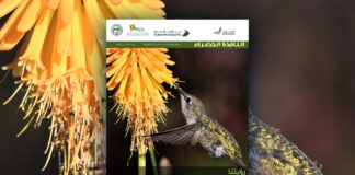 العدد 117 من نشرة “النافذة الخضراء”