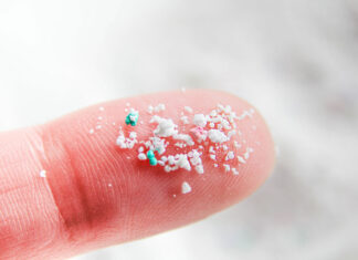 باحثون يكتشفون أن المواد البلاستيكية الدقيقة قد تسد الأوعية الدموية في أدمغة الفئران