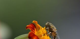 دراسة: جزيئات البلاستيك لها أثر مدمر على النحل والملقّحات