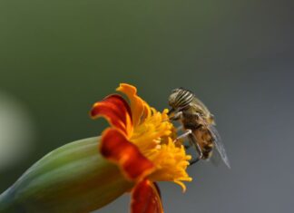 دراسة: جزيئات البلاستيك لها أثر مدمر على النحل والملقّحات