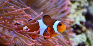 سمكة المهرج تقلص حجمها للتكيف مع موجات الحر