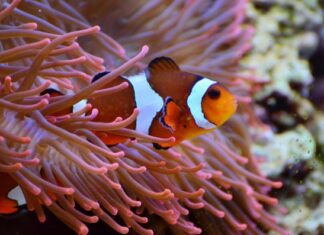 سمكة المهرج تقلص حجمها للتكيف مع موجات الحر