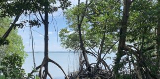 النينيو والنينيا تهدد أشجار المانجروف في جميع أنحاء العالم