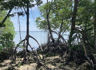 النينيو والنينيا تهدد أشجار المانجروف في جميع أنحاء العالم