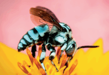 النحل يواجه تهديدات جديدة من الحروب وأضواء الشوارع والبلاستيك الدقيق