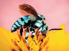 النحل يواجه تهديدات جديدة من الحروب وأضواء الشوارع والبلاستيك الدقيق