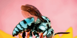 النحل يواجه تهديدات جديدة من الحروب وأضواء الشوارع والبلاستيك الدقيق