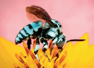 النحل يواجه تهديدات جديدة من الحروب وأضواء الشوارع والبلاستيك الدقيق