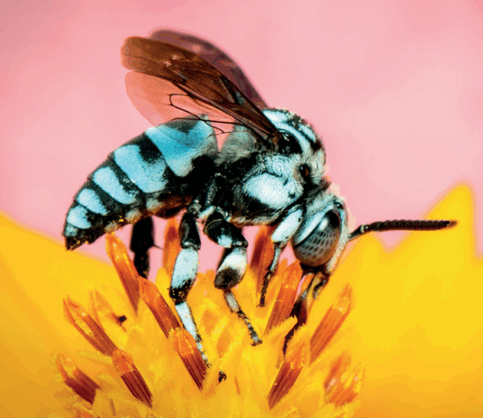 النحل يواجه تهديدات جديدة من الحروب وأضواء الشوارع والبلاستيك الدقيق