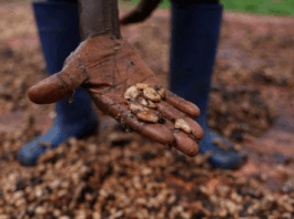 تقرير يحذر من أزمة شوكولاتة في أوروبا بسبب الانهيار المناخي